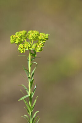 BUITEN BEELD Foto: 435131