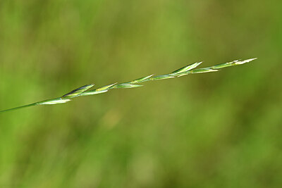 BUITEN BEELD Foto: 435132
