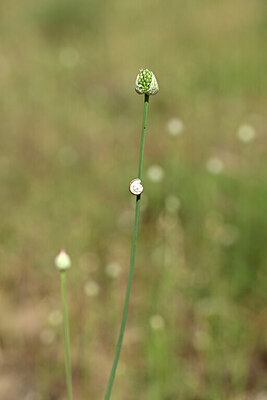 BUITEN BEELD Foto: 435134