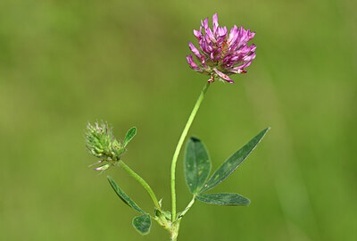 BUITEN BEELD Foto: 435135
