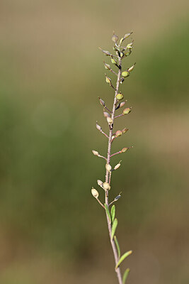 BUITEN BEELD Foto: 435138