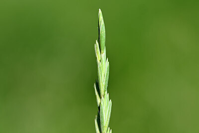 BUITEN BEELD Foto: 435141