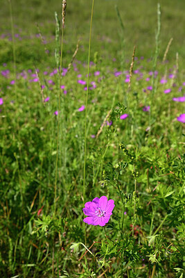 BUITEN BEELD Foto: 435144