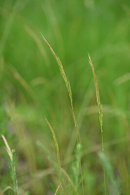 BUITEN BEELD Foto: 435145