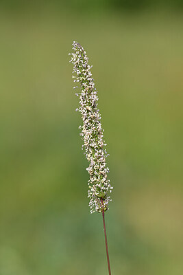 BUITEN BEELD Foto: 435146
