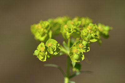 BUITEN BEELD Foto: 435150