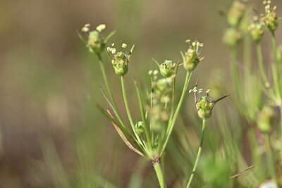 BUITEN BEELD Foto: 435151