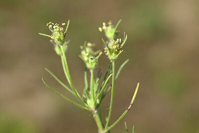 BUITEN BEELD Foto: 435156