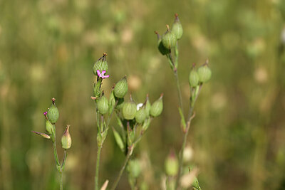 BUITEN BEELD Foto: 435159