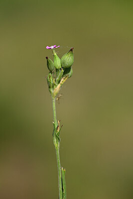 BUITEN BEELD Foto: 435161