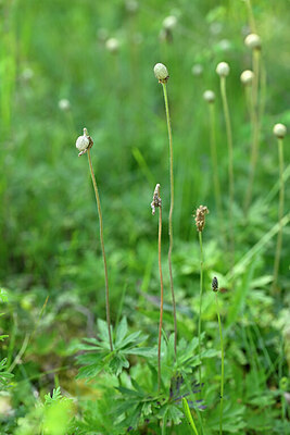 BUITEN BEELD Foto: 435162