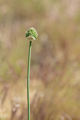 BUITEN BEELD Foto: 435163