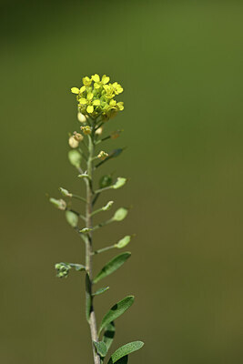 BUITEN BEELD Foto: 435164