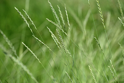 BUITEN BEELD Foto: 435166
