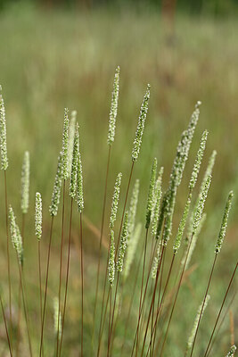 BUITEN BEELD Foto: 435167