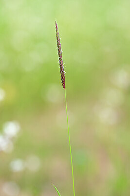 BUITEN BEELD Foto: 435168