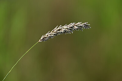 BUITEN BEELD Foto: 435170