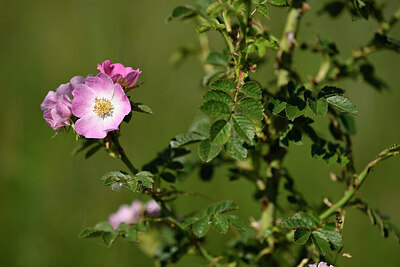 BUITEN BEELD Foto: 435172