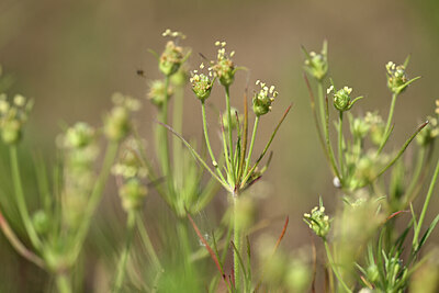 BUITEN BEELD Foto: 435174