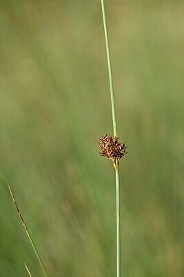 BUITEN BEELD Foto: 435175