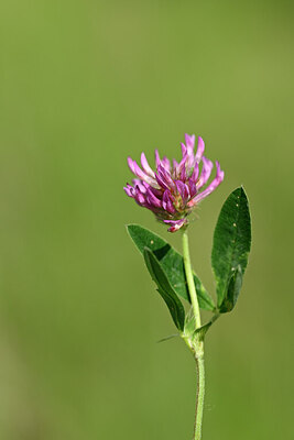 BUITEN BEELD Foto: 435176