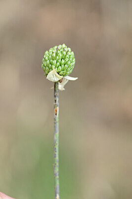BUITEN BEELD Foto: 435179