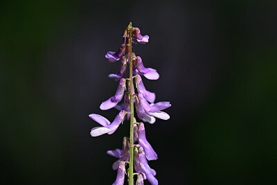 BUITEN BEELD Foto: 435182