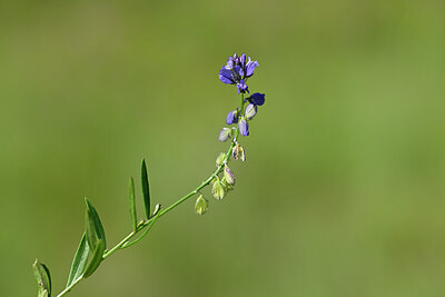 BUITEN BEELD Foto: 435183