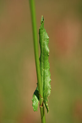 BUITEN BEELD Foto: 435186