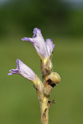 BUITEN BEELD Foto: 435187
