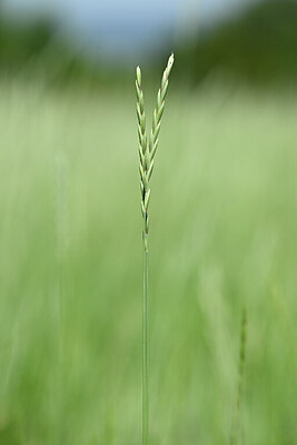 BUITEN BEELD Foto: 435188
