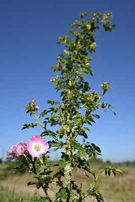 BUITEN BEELD Foto: 435190