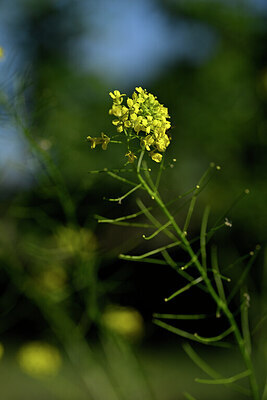 BUITEN BEELD Foto: 435191