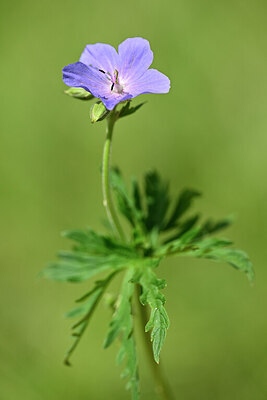 BUITEN BEELD Foto: 435192