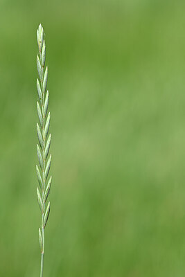 BUITEN BEELD Foto: 435193