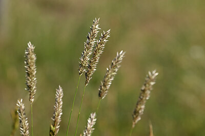 BUITEN BEELD Foto: 435195