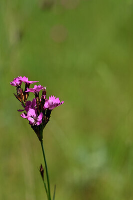 BUITEN BEELD Foto: 435196