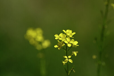 BUITEN BEELD Foto: 435198
