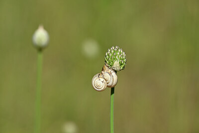 BUITEN BEELD Foto: 435201
