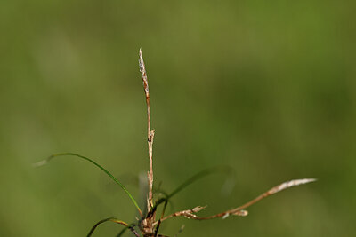 BUITEN BEELD Foto: 435202