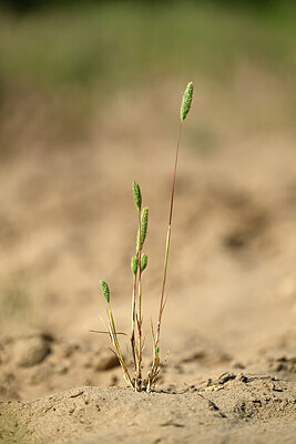 BUITEN BEELD Foto: 435203