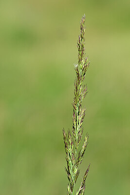 BUITEN BEELD Foto: 435204