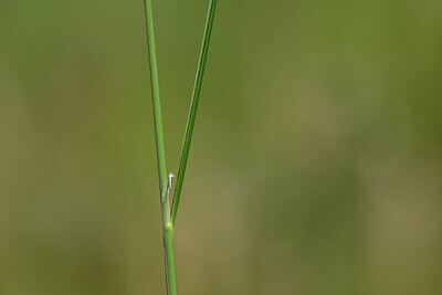 BUITEN BEELD Foto: 435205