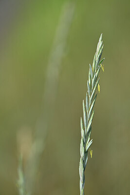 BUITEN BEELD Foto: 435208