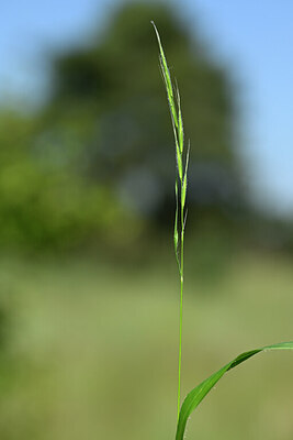 BUITEN BEELD Foto: 435210