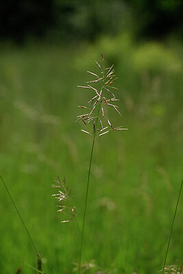 BUITEN BEELD Foto: 435212