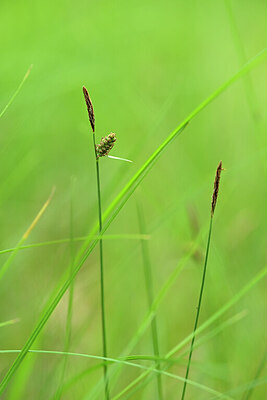 BUITEN BEELD Foto: 435213