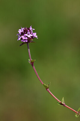 BUITEN BEELD Foto: 435216