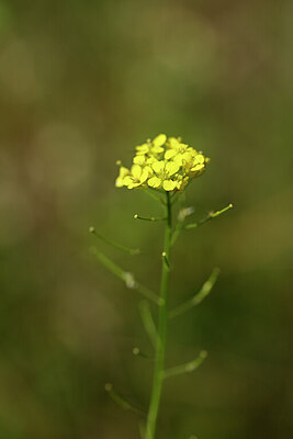 BUITEN BEELD Foto: 435218