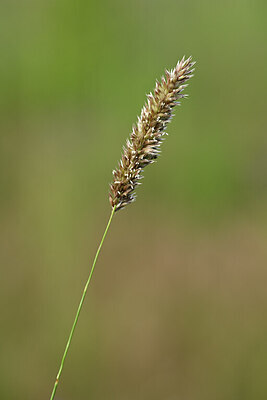 BUITEN BEELD Foto: 435220
